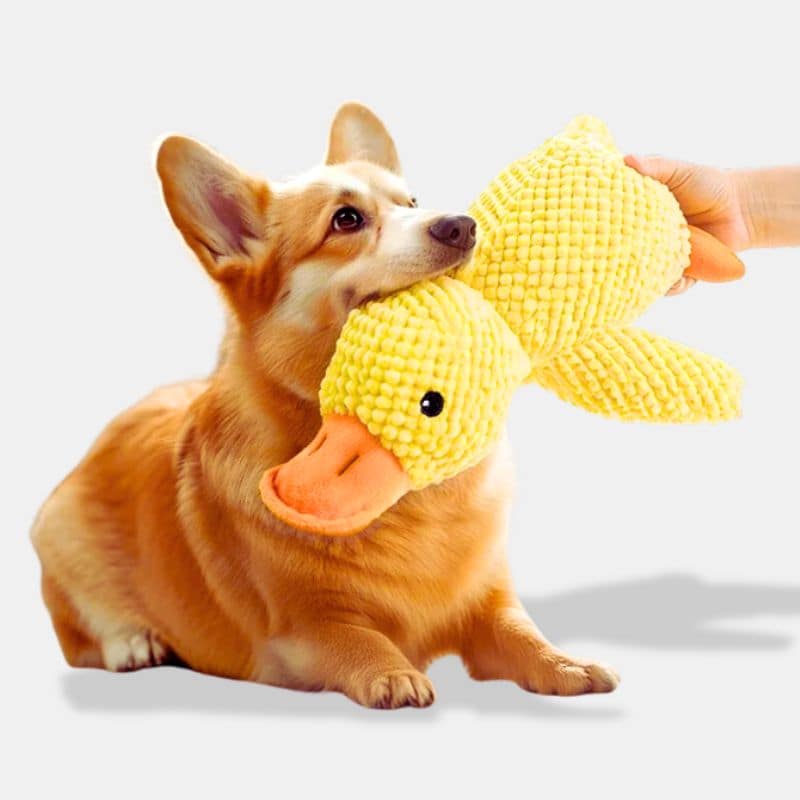 Doudou Canard pour Chien, doudou canard jaune, mangé par un chien marron